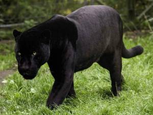 Раскраска пантера черная животное #25 #432879