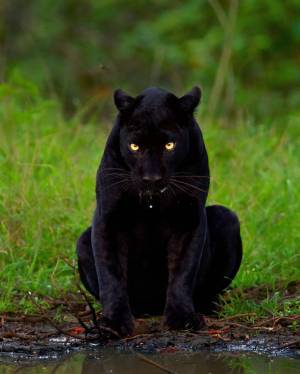 Раскраска пантера черная животное #29 #432883