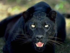 Раскраска пантера черная животное #30 #432884