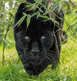 Раскраска пантера черная животное #33 #432887