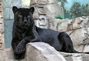 Раскраска пантера черная животное #36 #432890