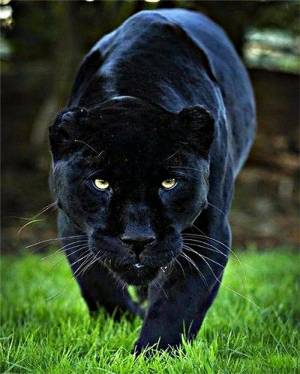 Раскраска пантера черная животное #38 #432892