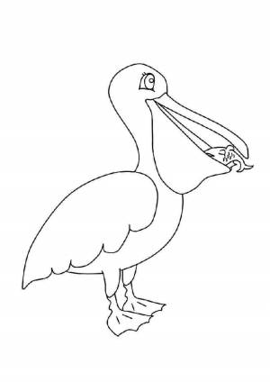 Раскраска пеликан для детей #17 #435628