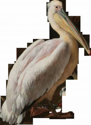 Раскраска пеликан для детей #21 #435632