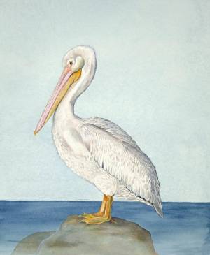 Раскраска пеликан для детей #25 #435636