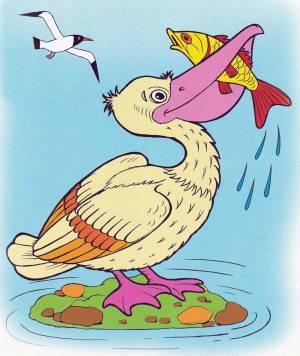 Раскраска пеликан для детей #34 #435645