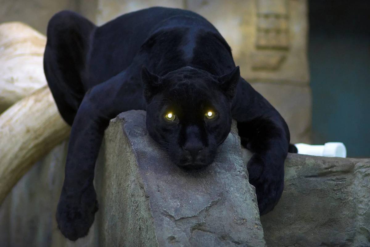 Пантера черная животное #14