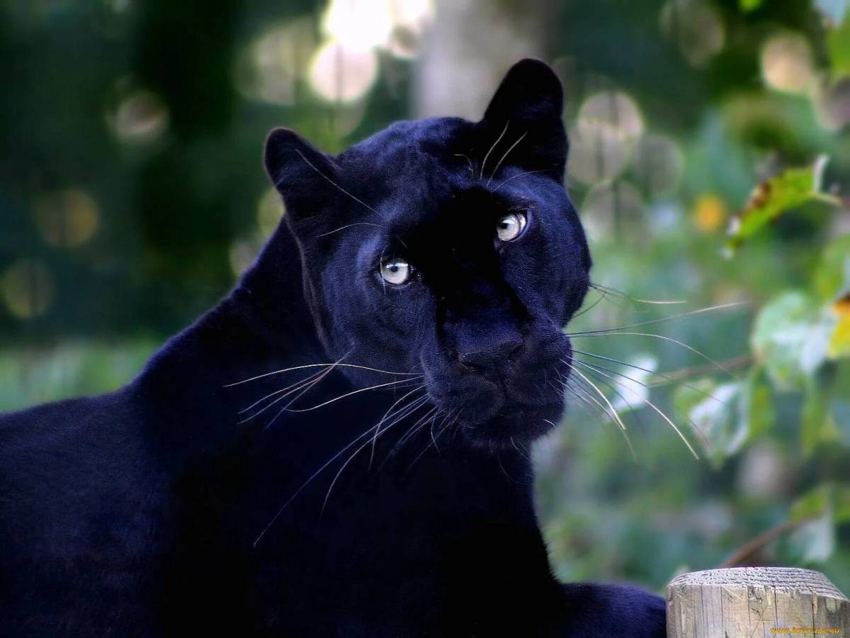Пантера черная животное #15