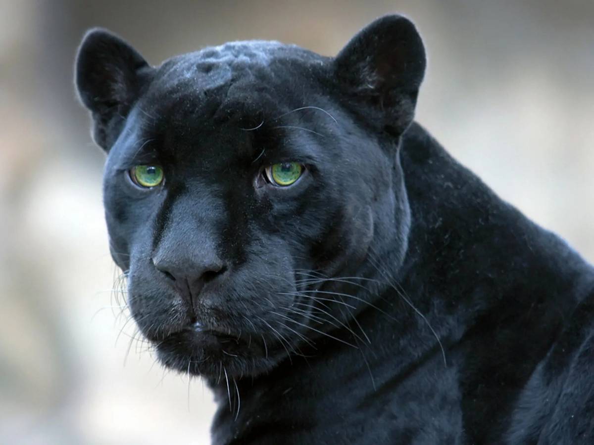 Пантера черная животное #39