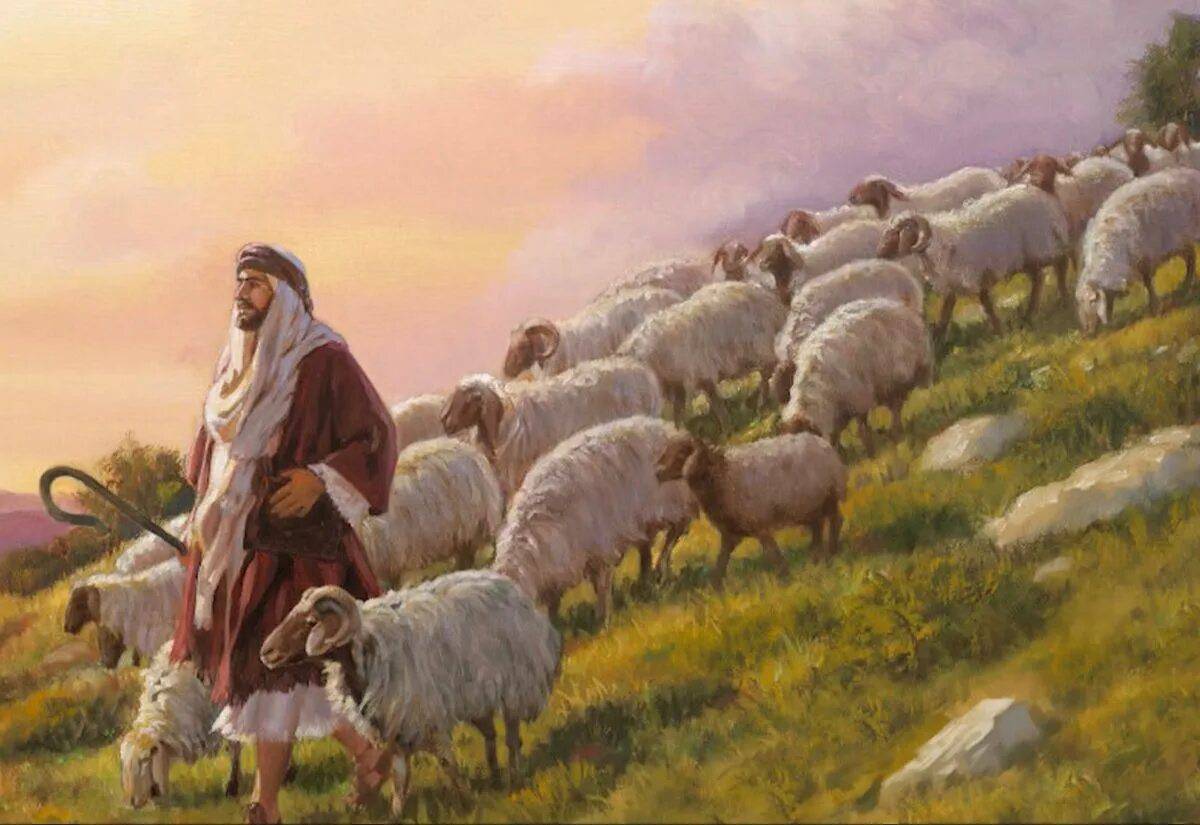Пастух #36