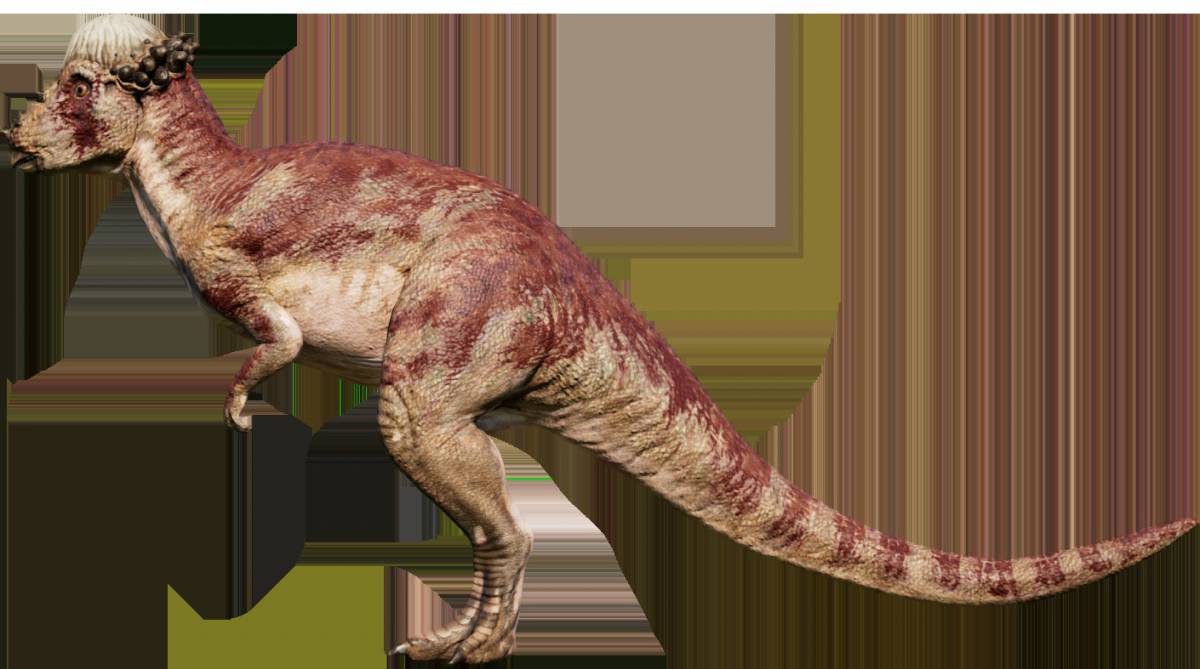 Пахицефалозавр #4