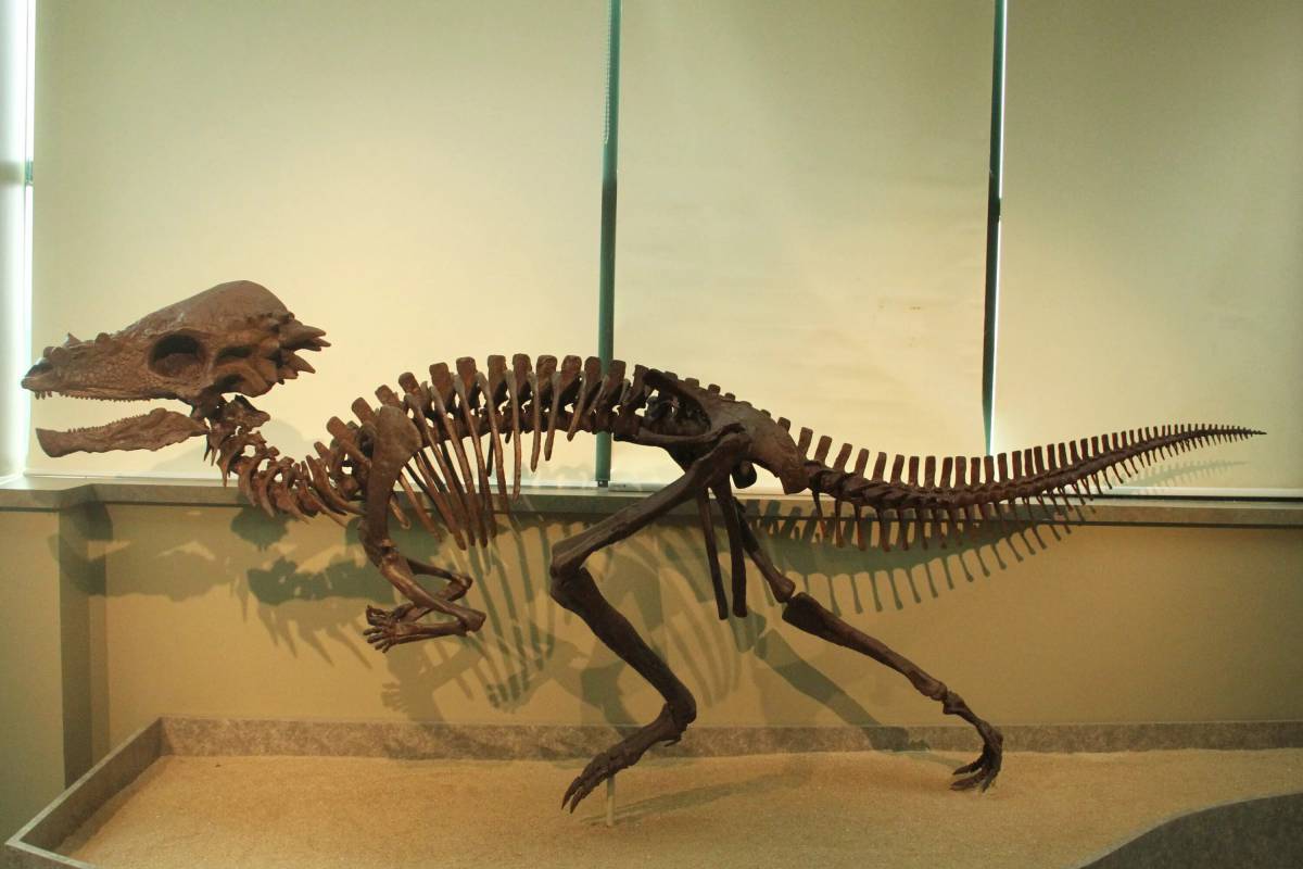 Пахицефалозавр #16