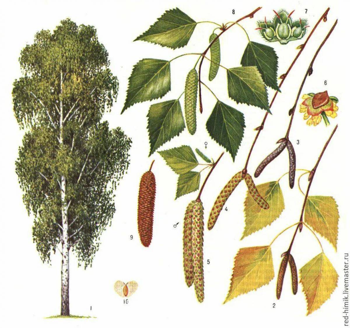 Осина лиственное растение. Береза повислая (бородавчатая). Береза повислая плод. Берёза повислая (Bétula péndula). Береза повислая Ботаническая иллюстрация.