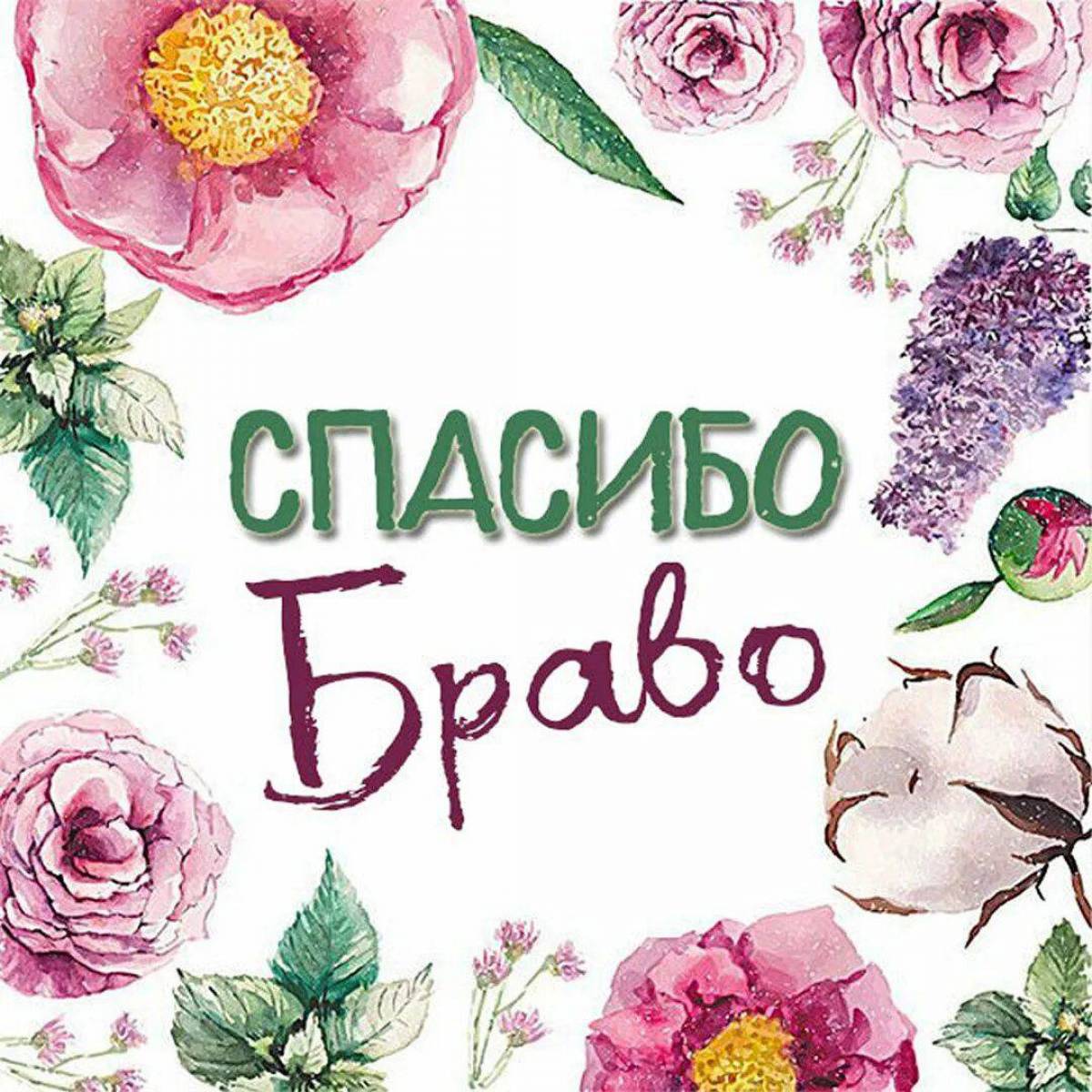 Браво картинки