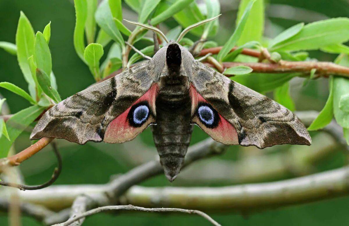 Бражник это кто. Глазчатый Бражник бабочка. Ночная бабочка Бражник глазчатый. Бабочка Бражник Бражник глазчатый. Бражник глазчатый гусеница.