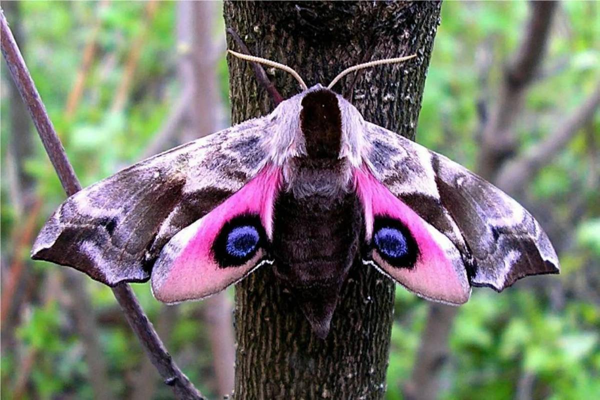 Цвет моли. Глазчатый Бражник бабочка. Мотылек Бражник глазчатый. Ночная бабочка Бражник глазчатый. Бражник глазчатый (Smerinthus ocellatus).