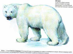Раскраска белый медведь для детей #14 #40329