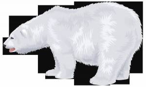 Раскраска белый медведь для детей #21 #40336