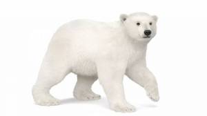 Раскраска белый медведь для детей #23 #40338