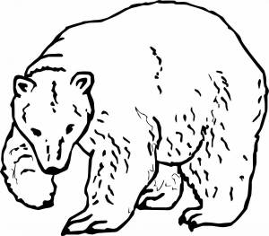 Раскраска белый медведь для детей #25 #40340