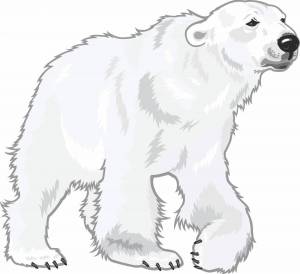 Раскраска белый медведь для детей #33 #40348