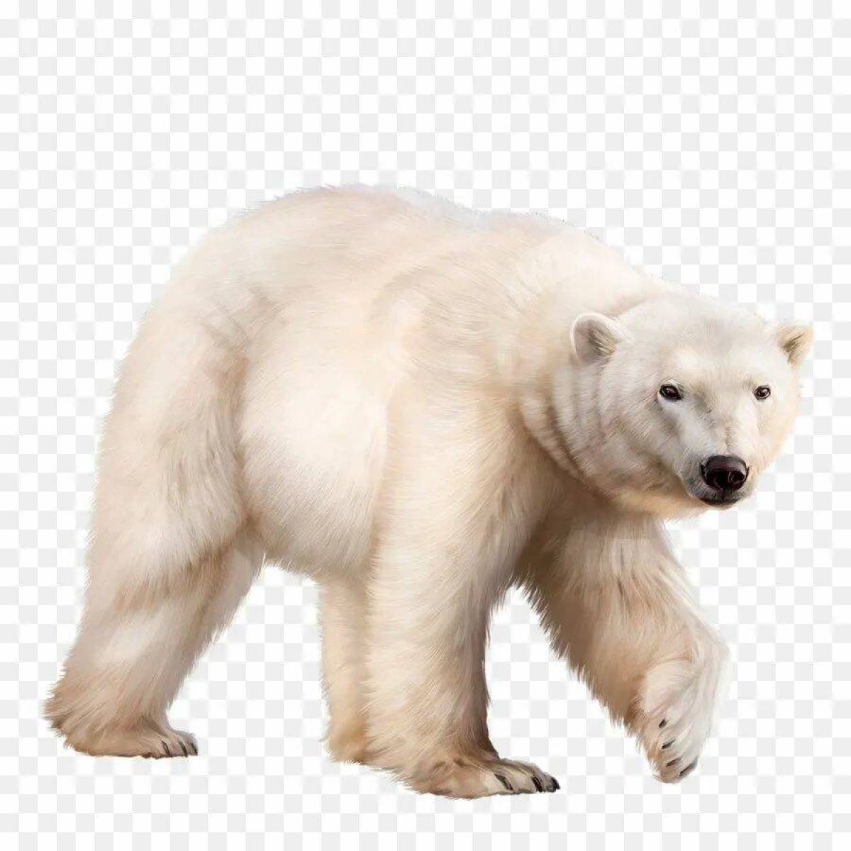 Белый медведь для детей #8