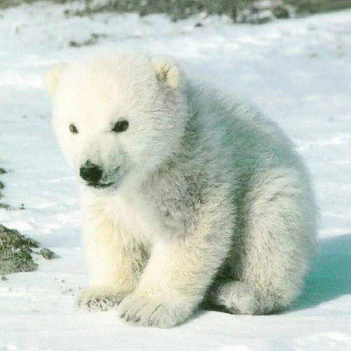 Белый медведь для детей #10