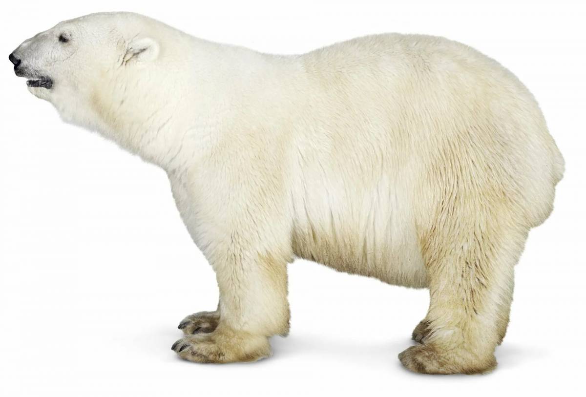 Белый медведь для детей #11