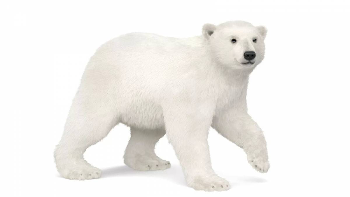 Белый медведь для детей #23