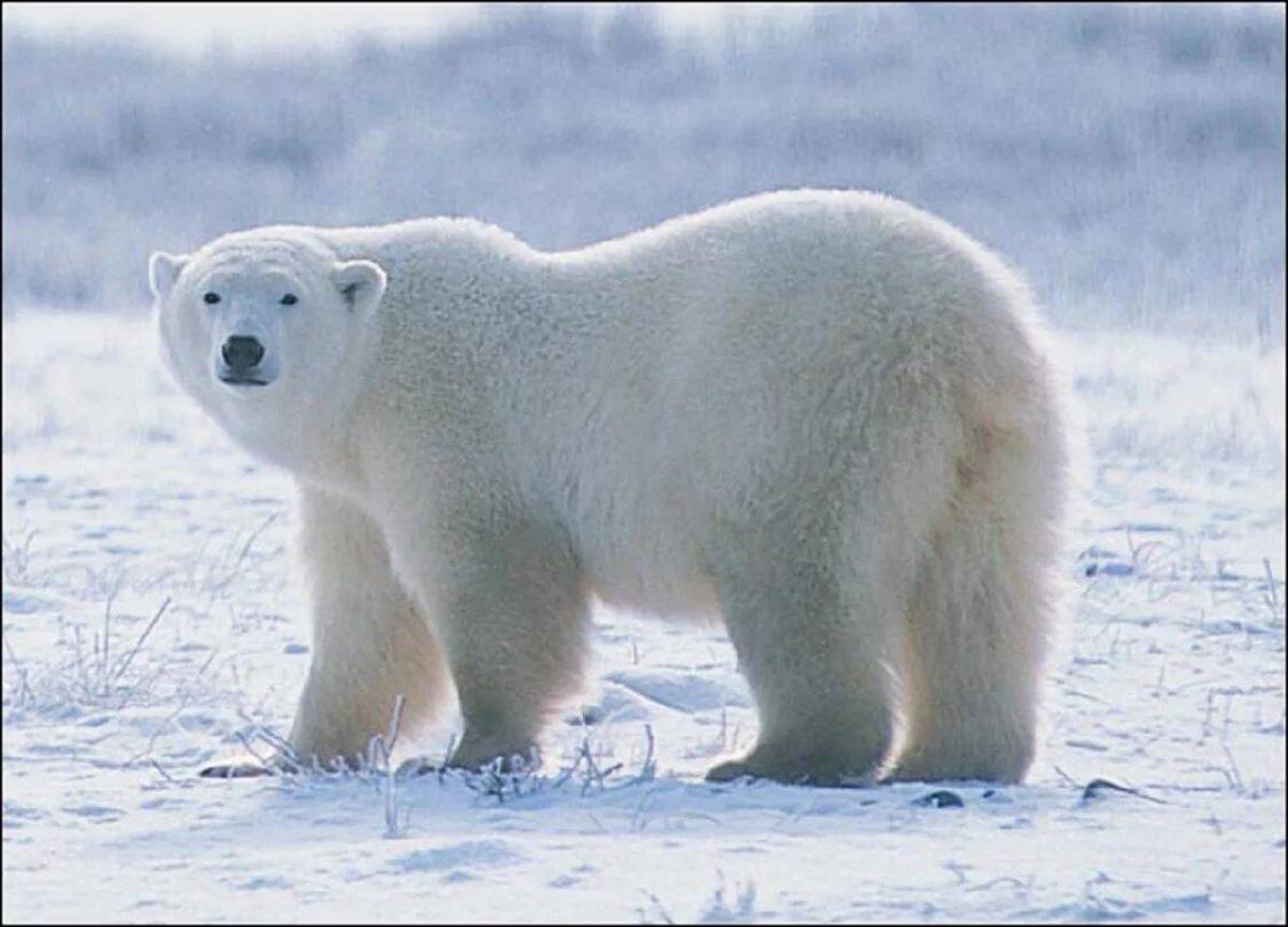 Белый медведь для детей #31