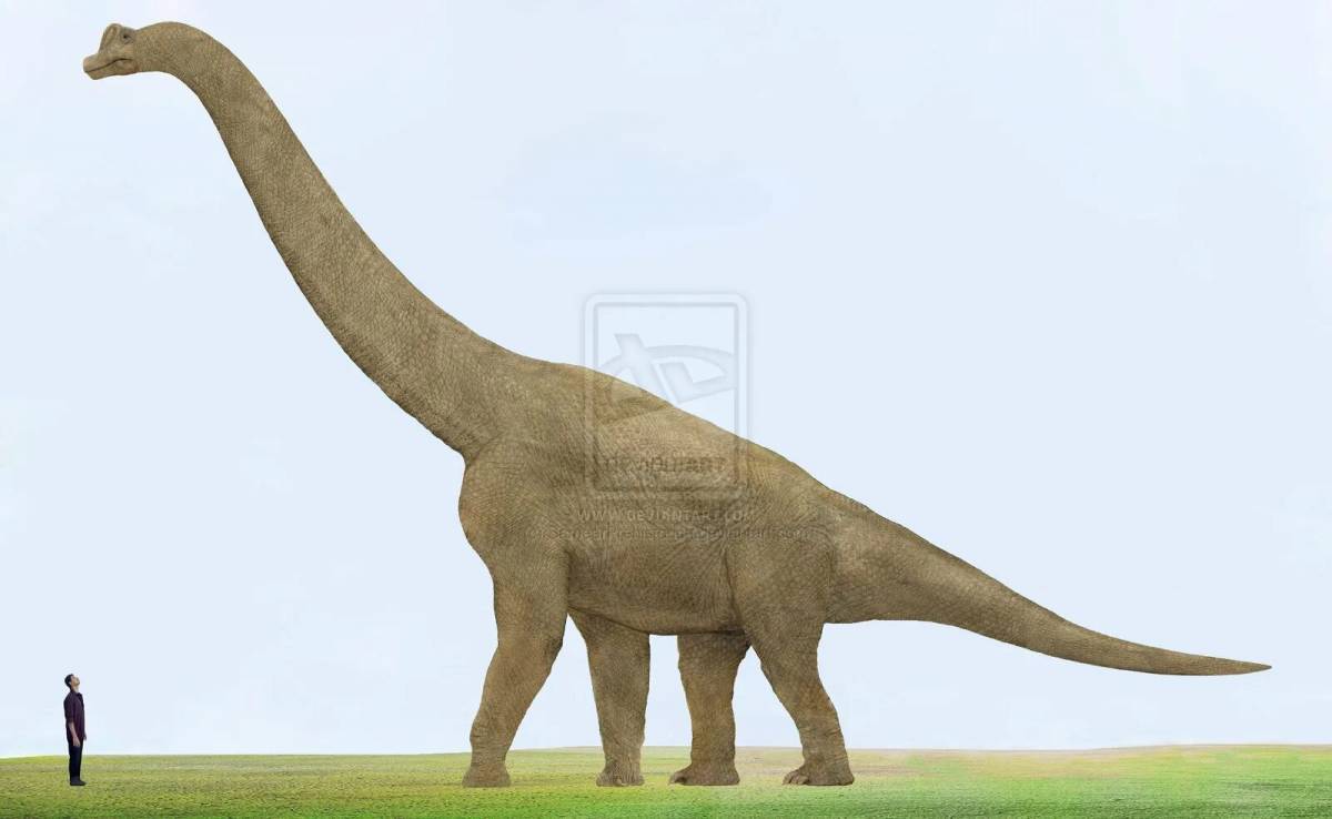 Брахиозавр #22