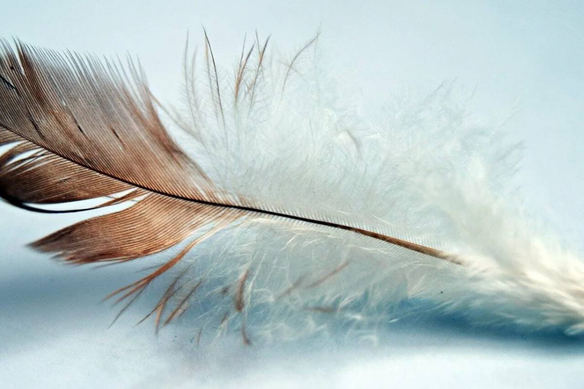 красивые перья птиц
