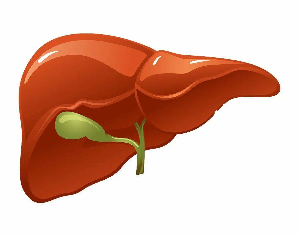 Печень человека рисунок