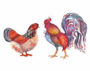 Раскраска петух и курица #5 #437548