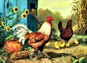 Раскраска петух и курица #8 #437551
