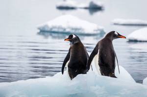 Раскраска пингвин на льдине #1 #439675