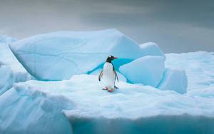 Раскраска пингвин на льдине #2 #439676