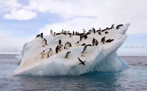 Раскраска пингвин на льдине #5 #439679