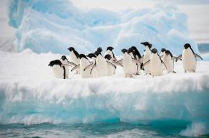 Раскраска пингвин на льдине #9 #439683