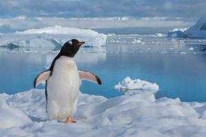 Раскраска пингвин на льдине #10 #439684