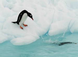 Раскраска пингвин на льдине #16 #439690