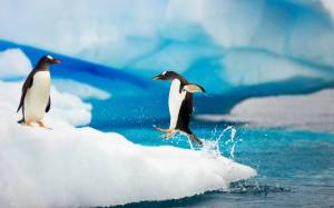 Раскраска пингвин на льдине #18 #439692