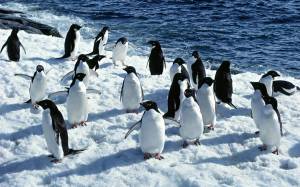Раскраска пингвин на льдине #19 #439693