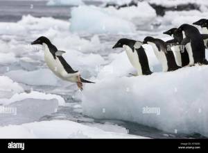 Раскраска пингвин на льдине #21 #439695