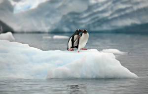 Раскраска пингвин на льдине #22 #439696