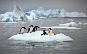 Раскраска пингвин на льдине #24 #439698