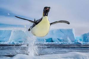 Раскраска пингвин на льдине #26 #439700