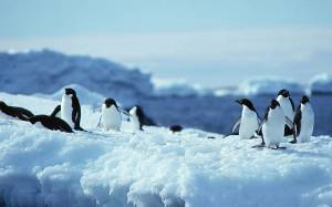 Раскраска пингвин на льдине #29 #439703