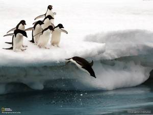 Раскраска пингвин на льдине #32 #439706