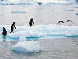 Раскраска пингвин на льдине #38 #439712
